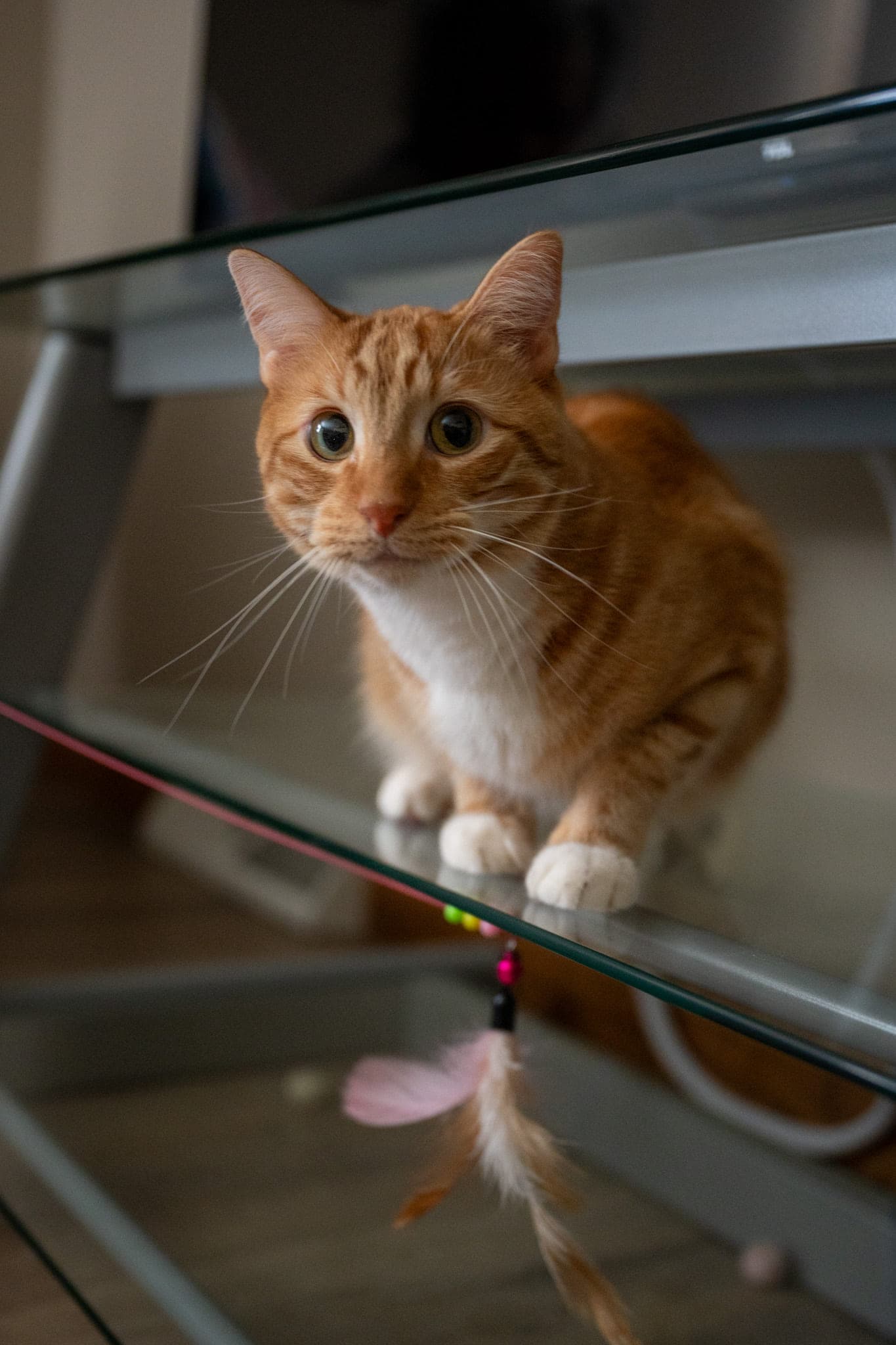 Cats, photo 1