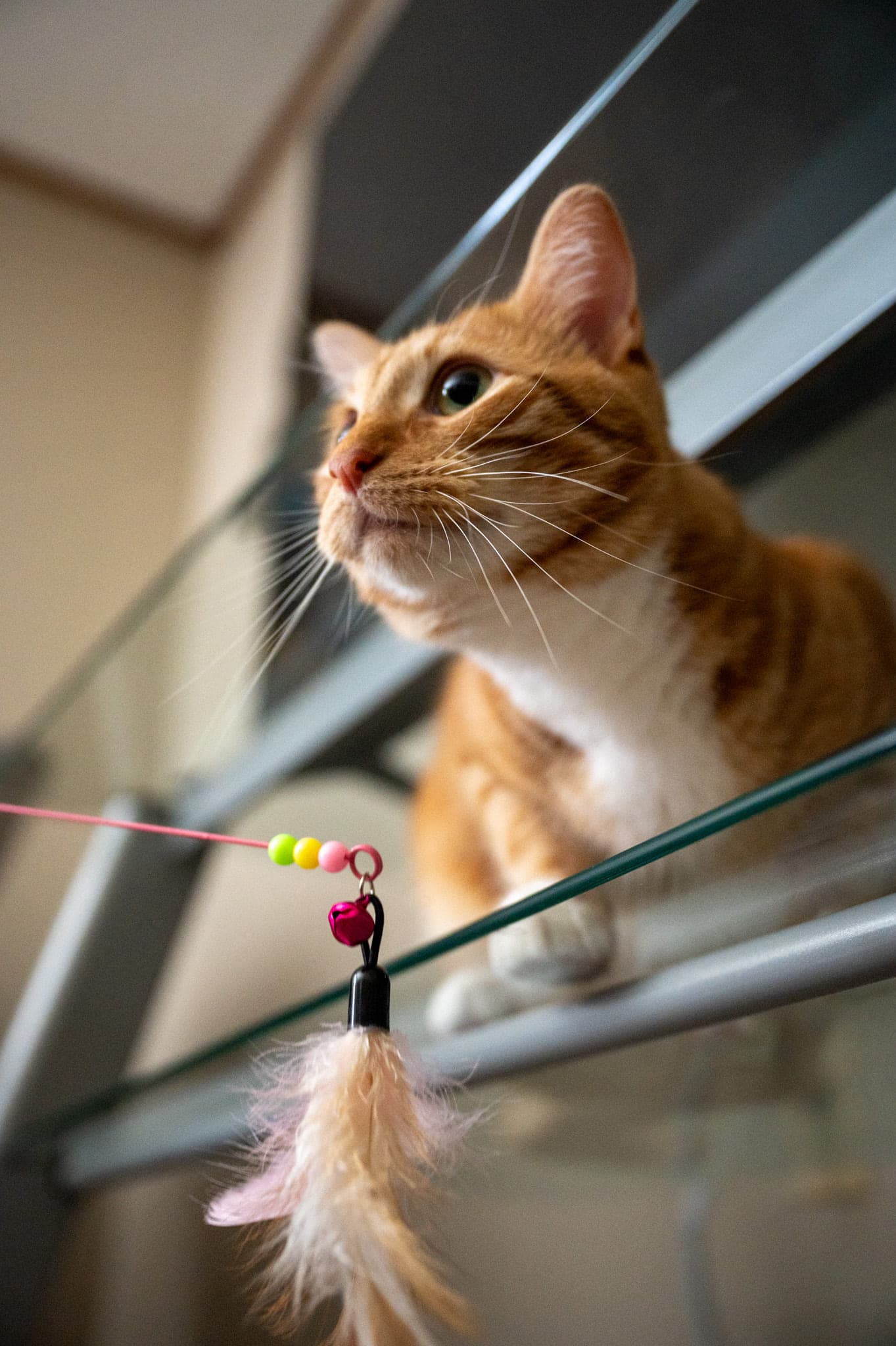 Cats, photo 2
