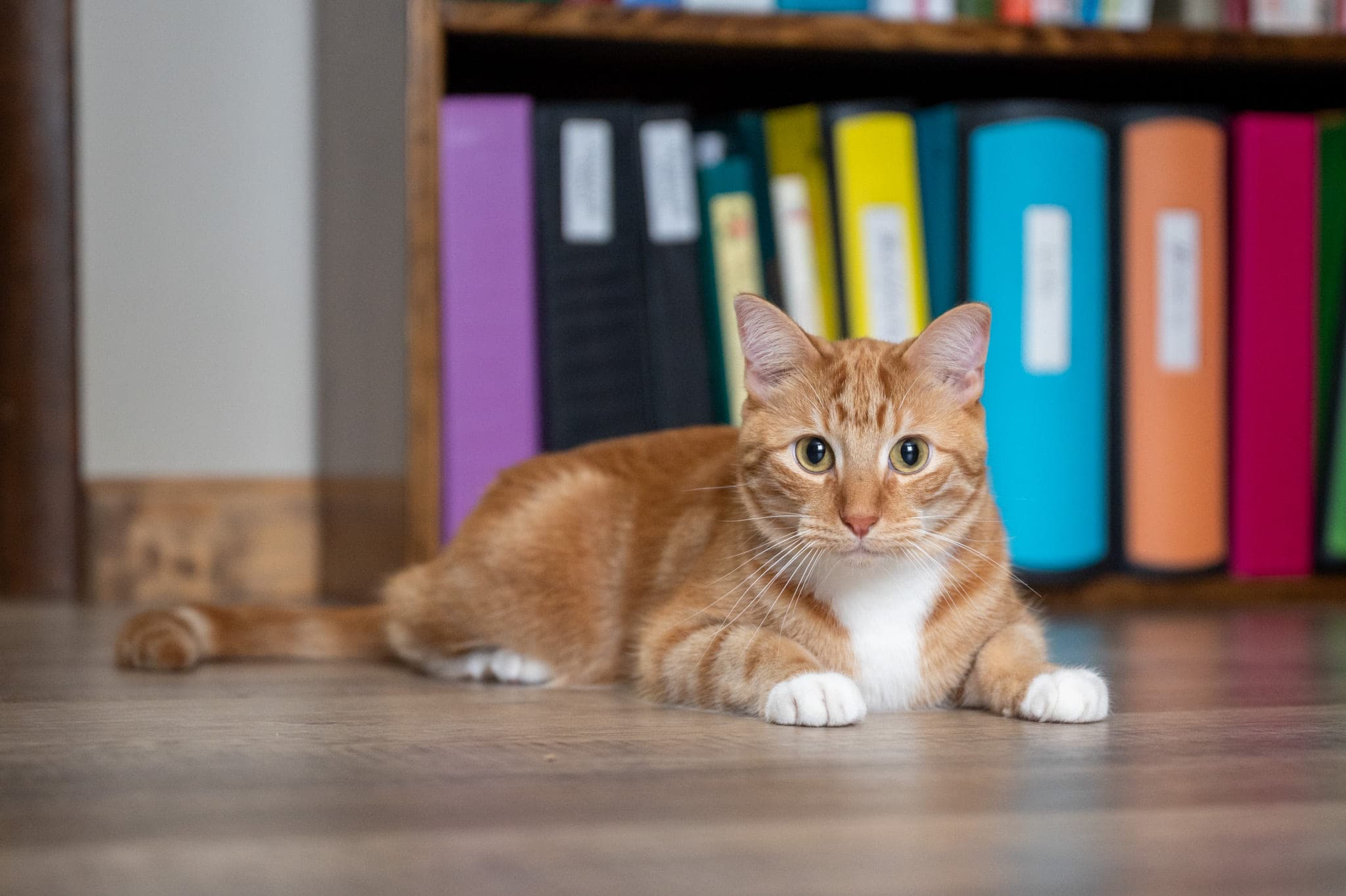 Cats, photo 3