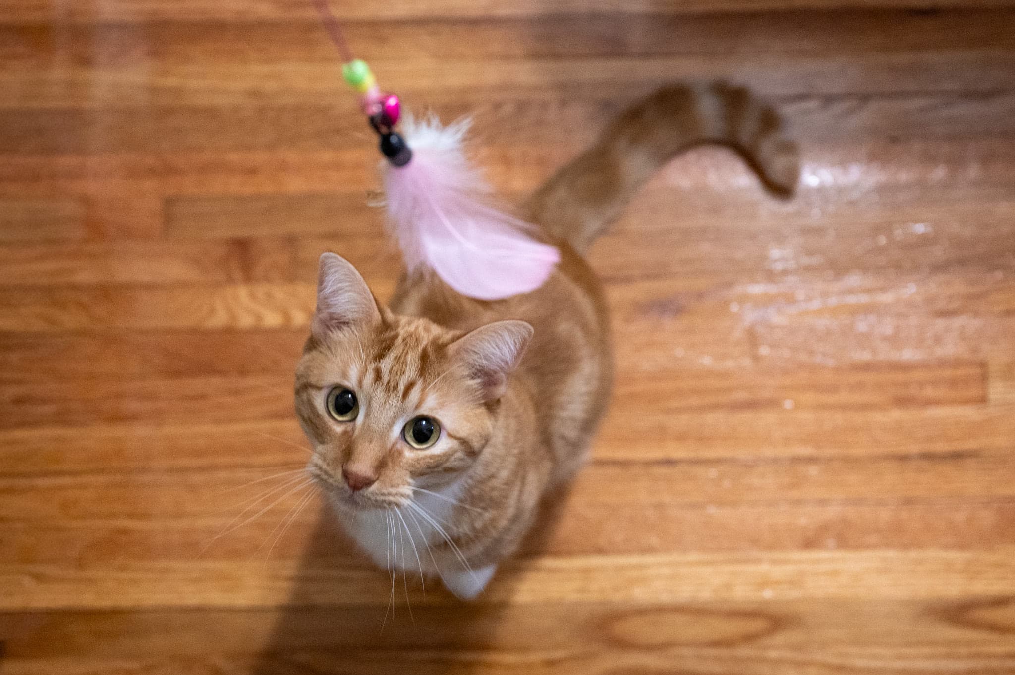 Cats, photo 4