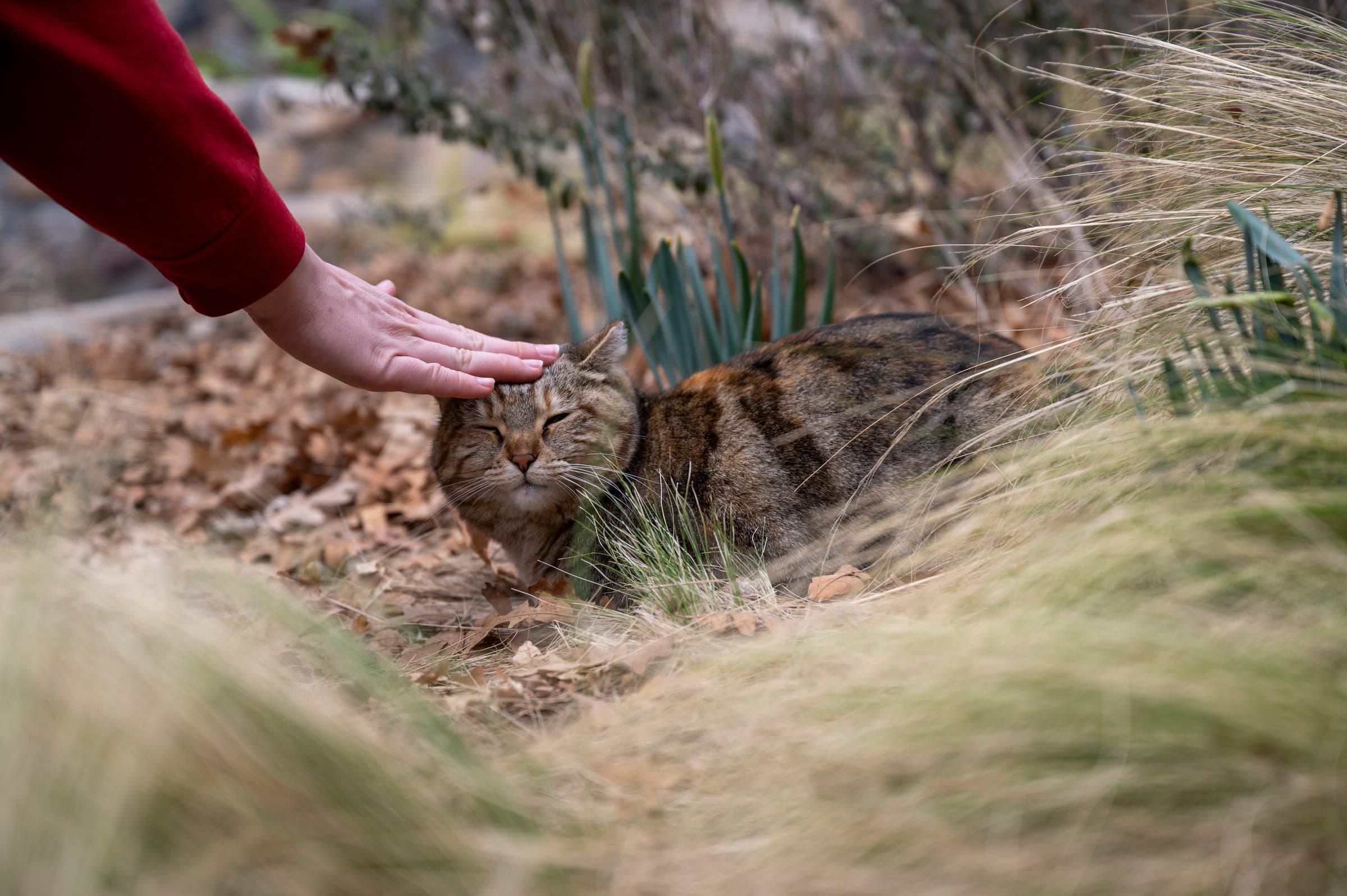 Cats, photo 5