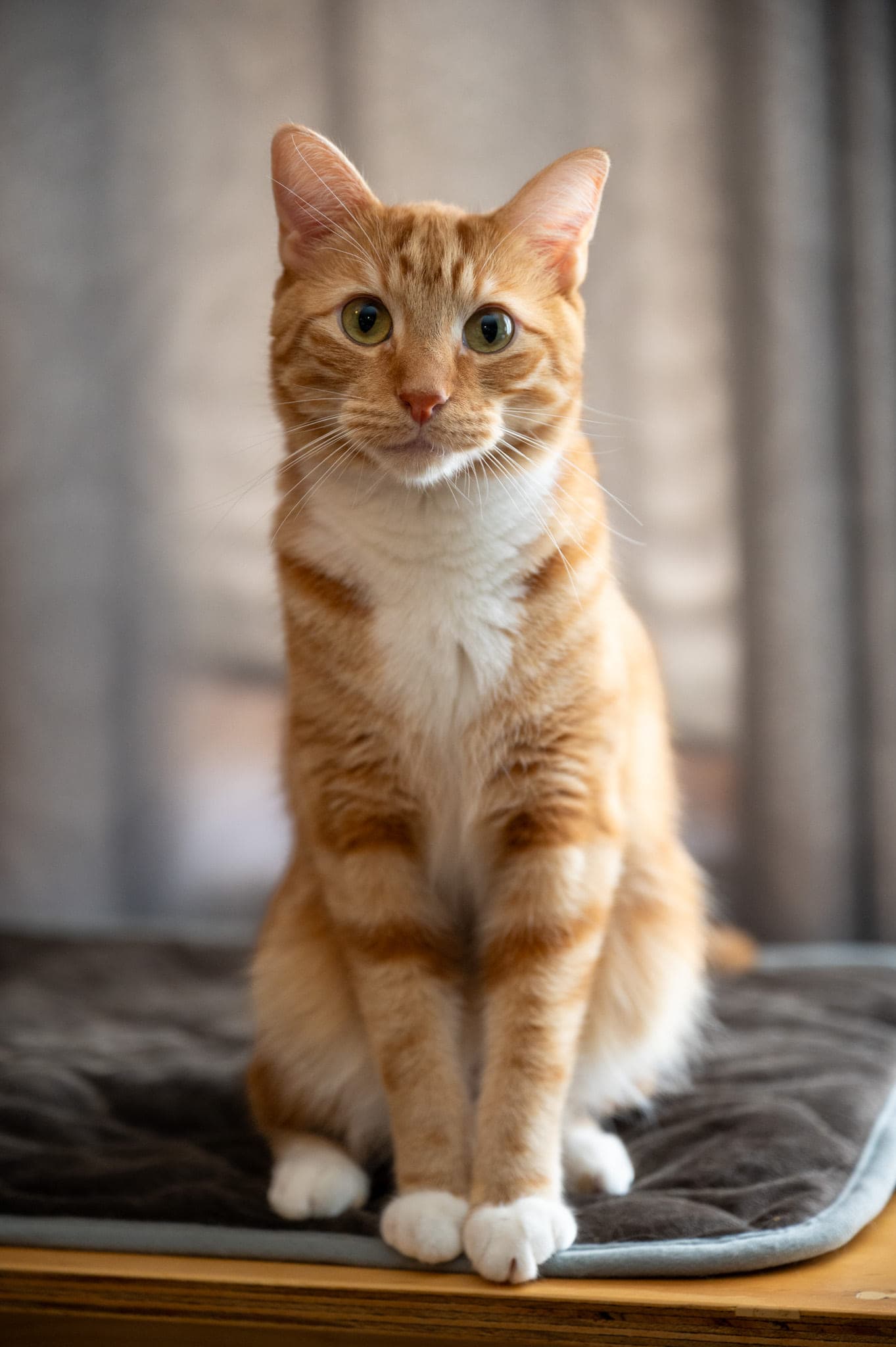 Cats, photo 7