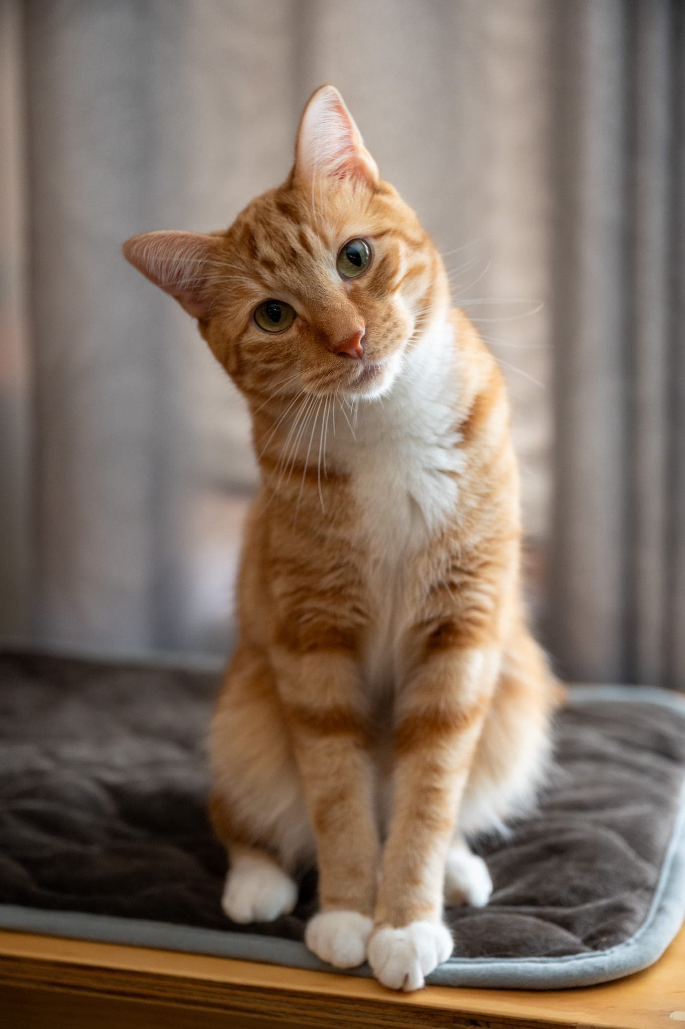 Cats, photo 8