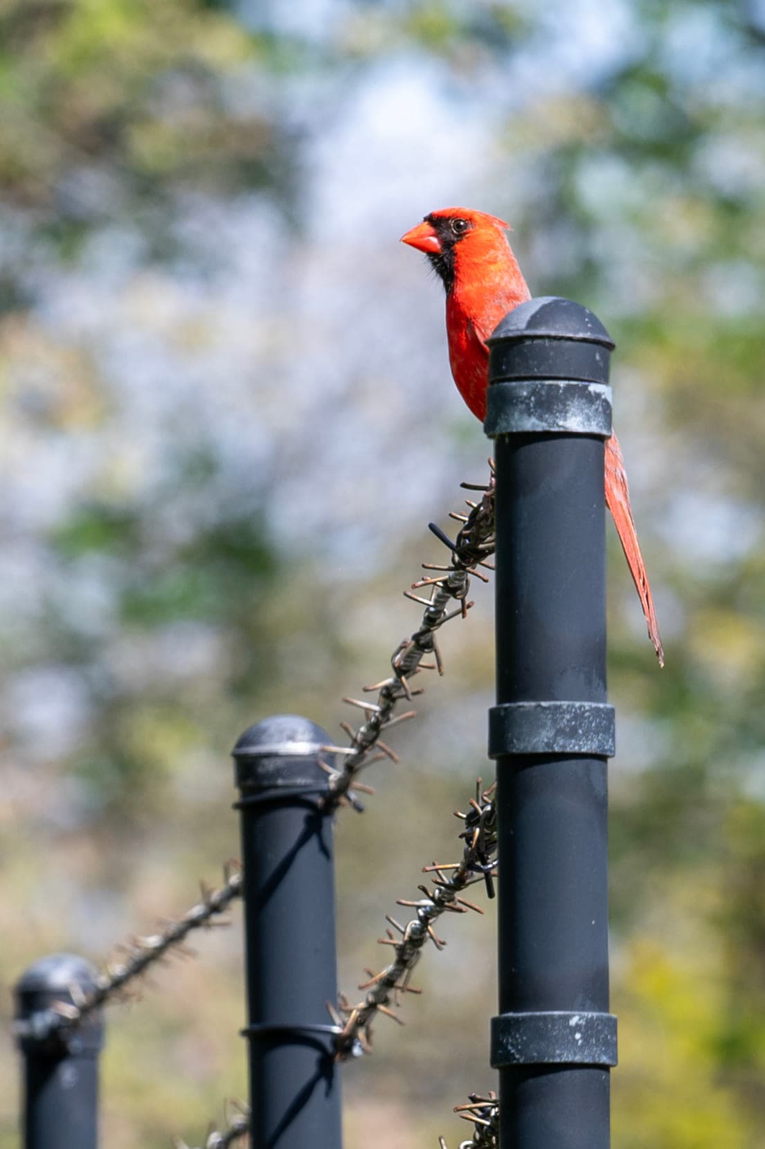 Birds, photo 2